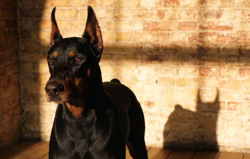 贴地而眠的温柔密码：读懂狗狗趴卧行为的健康与情感语言